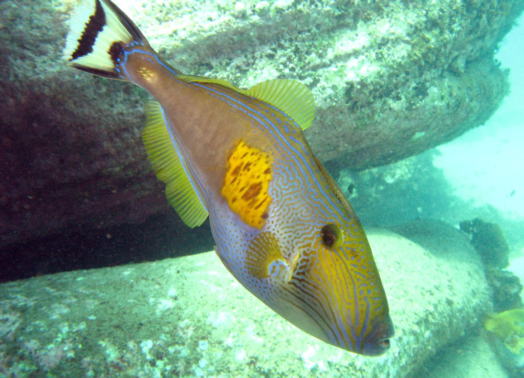 Meuschenia freycineti